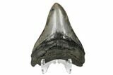 Fossil Megalodon Tooth - South Carolina #164993-2